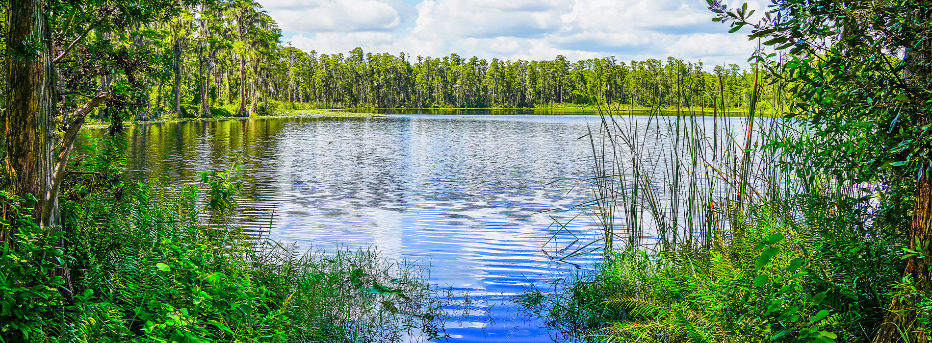 Perfect Smile Dental Studio | Cosmetic Dentistry, Dental Fillings and Dental Bridges